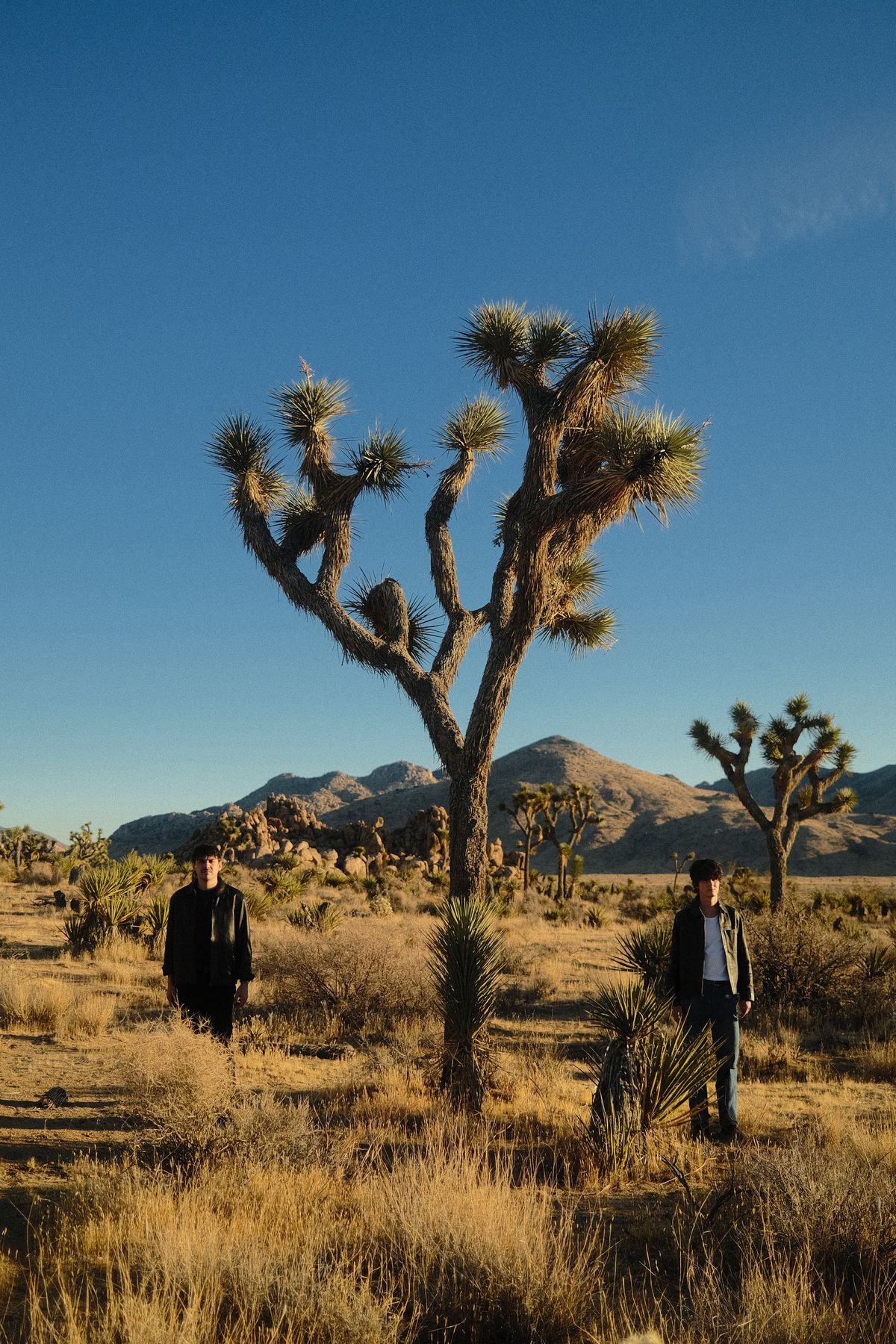 The duo standing apart on either side of a Joshua tree under a clear blue sky